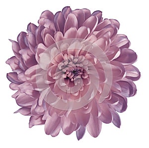 Chrysanthemum light pink. Flower on isolated white ba ckground with clipping path without shadows. Close-up. For design.