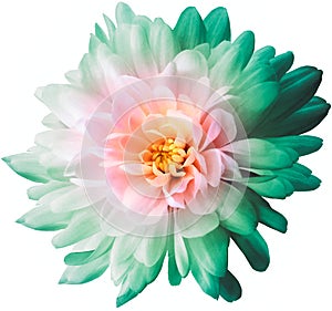 Chrysanthemum  light pink-green. Flower on  isolated  white background with clipping path without shadows. Close-up. For design.