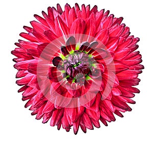 Chrysanthemum light purple. Flower on  isolated  black  background with clipping path without shadows. Close-up. For design.