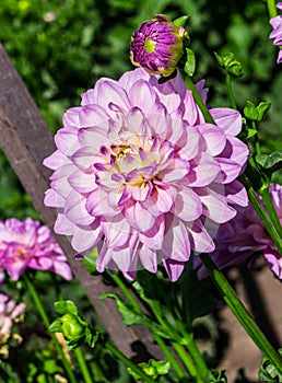 Chrysanthemum lilac with yellowish core