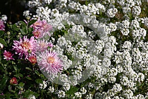 Chrysanthemum and lobularia.