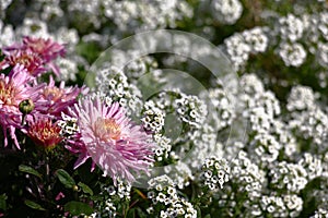 Chrysanthemum and lobularia in approach.
