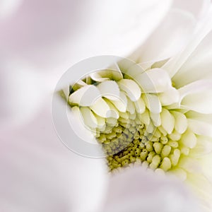 Chrysanthemum macro disk sq