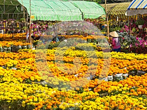 Chrysanthemum on the market - Cho An Binh