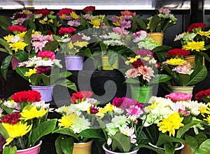 Chrysanthemum in the mini color pot