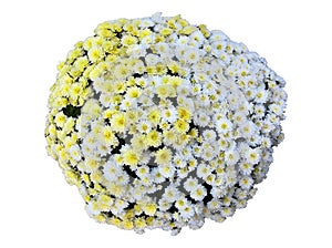 Chrysanthemum Mixed Bouquet Isolated photo