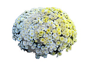 Chrysanthemum Mixed Isolated photo