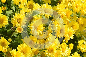 Chrysanthemum morifolium Ramat is a perennial herb covered with yellow villous hairs