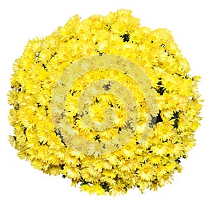 Chrysanthemum multiflora flowers