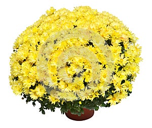 Chrysanthemum multiflora flowers