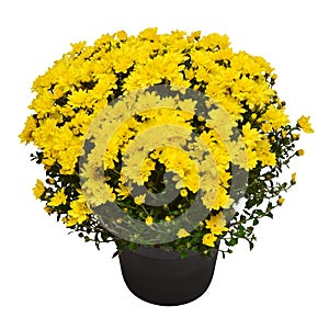 Chrysanthemum multiflora flowers yellow in pot isolated on white background