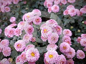 Chrysanthemum multiflora in garden. Natura beauty.