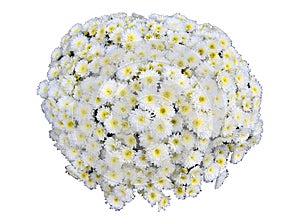 Chrysanthemum Mum Flower Isolated photo