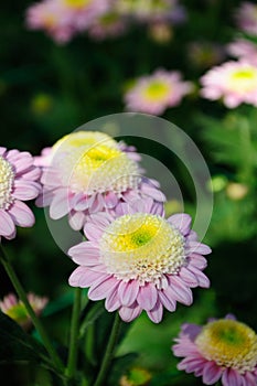 Chrysanthemum (mundial improved) photo