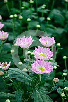 Chrysanthemum (Nan Nong Li Yun)