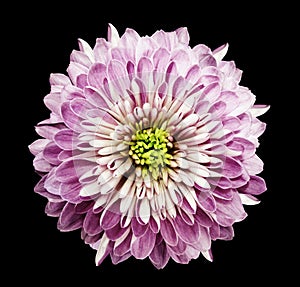 Chrysanthemum naturally pink. Flower on isolated black background with clipping path without shadows. Close-up. For design.