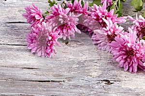 Chrysanthemum on old wooden background