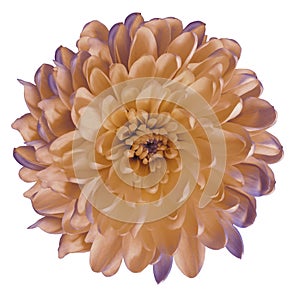 Chrysanthemum orange-violet. Flower on isolated white ba ckground with clipping path without shadows. Close-up. For design.