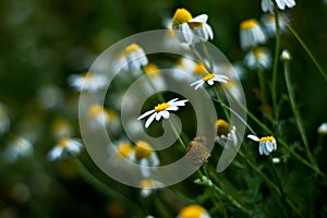 Chrysanthemum Paludosum