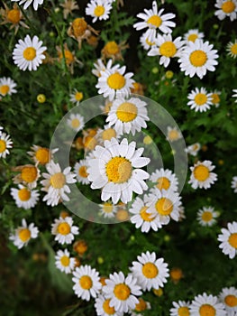 Chrysanthemum paludosum