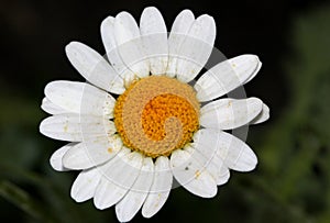 Chrysanthemum paludosum, Creeping daisy