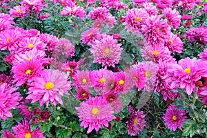 Chrysanthemum parterre photo