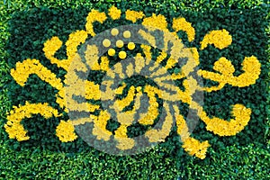 Chrysanthemum parterre photo