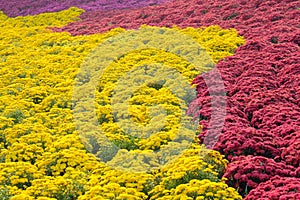 Chrysanthemum parterre photo