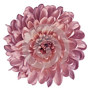 Chrysanthemum pink. Flower on isolated white ba ckground with clipping path without shadows. Close-up. For design.