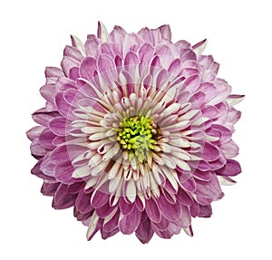 Chrysanthemum pink. Flower on isolated white background with clipping path without shadows. Close-up. For design.