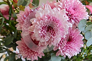 Chrysanthemum pink flowers in the bucket