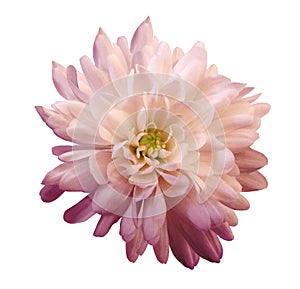 Chrysanthemum pink-red. Flower on isolated white background with clipping path without shadows. Close-up. For design.