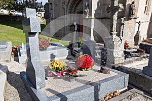 Chrysanthemum plant on tombstone