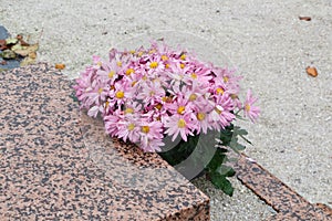 Chrysanthemum plant on tombstone