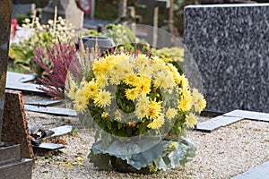 Chrysanthemum plant on tombstones