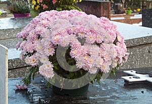 Chrysanthemum plant on tombstones