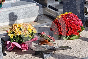 Chrysanthemum plants on a tombstone