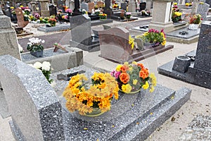 Chrysanthemum plants on tombstones