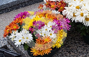 Chrysanthemum plants on tombstones