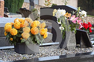 Chrysanthemum plants on tombstones