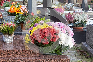 Chrysanthemum plants on tombstones