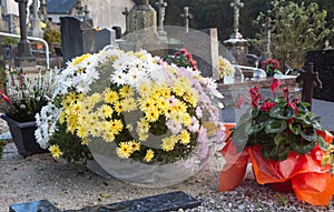 Chrysanthemum plants on tombstones
