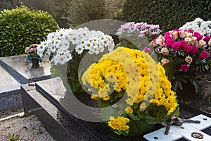 Chrysanthemum plants on tombstones