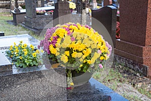 Chrysanthemum plants on tombstones