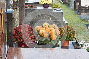 Chrysanthemum plants on tombstones