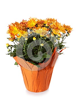 Chrysanthemum in a pot