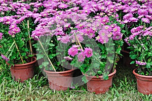 Chrysanthemum potting