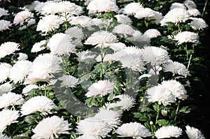 Chrysanthemum (Qinhuai Yu Lian)