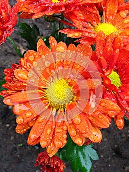 Chrysanthemum with rain drops photo