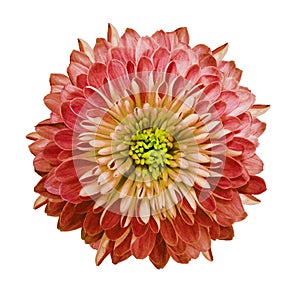 Chrysanthemum red. Flower on isolated white background with clipping path without shadows. Close-up. For design.